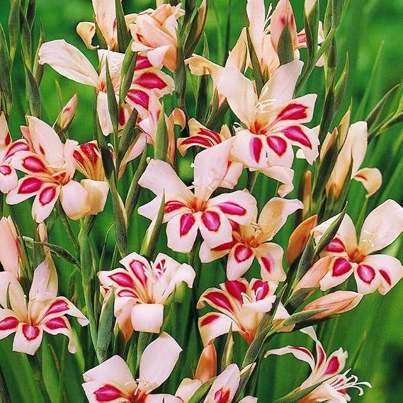 Impressive Hardy Miniature Gladiolus Flower Bulbs - 10 Bulbs per Pack - Attracts Butterflies and Hummingbirds - Good as Cut Flowers - Grows Well in Containers - Perennializing