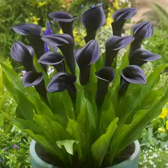 Calla Lily Bulbs - Hardy Perennial Flower Bulbs for Garden, Professional Planting with Brilliant Blooms, Easy to Grow, Outdoor Cottage Garden Displays-2 Bulbs-B