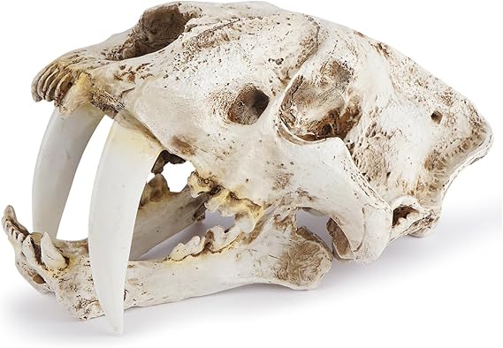 Simulation Resin Saber Toothed Tiger Skull Statue Replica Craft Skull Ornaments