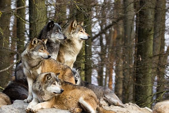 Wolf Poster Gray Wolves Photograph Photos Wild Pack Native Animal Picture Forest Decor Cool Wall Art Print Poster 18x12