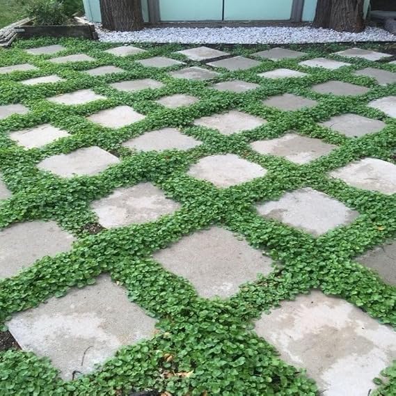 Dona Dayanıklı Dichondra Repens Fare Kulağı Tohumu(100