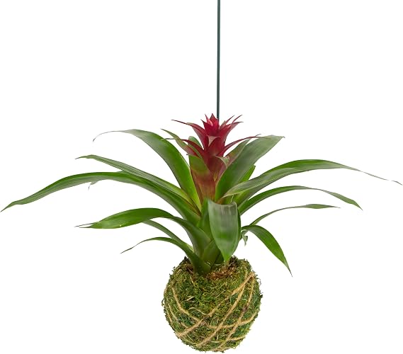 Better-Gro Bromeliad Hanging Kokedama - Decorative Planter - 12 in Tall