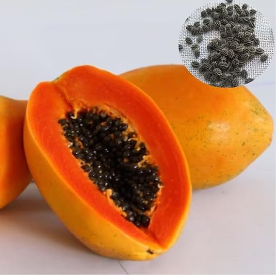 CHUXAY GARDEN 5 Seeds Florida Red Royale Papaya,Red Lady Papaya,Carica Papaya Seed Hybrid Fruit Juicy Sweet Fruit Healthy Gardening