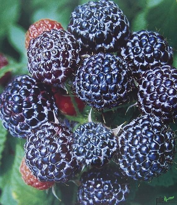 Set of 3 Raspberry Exotic Black Jewel Raspberry Plants Sweet Sour in 2 L Pot