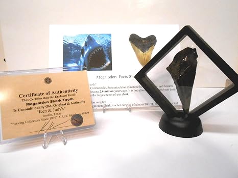 Real Megalodon Shark Tooth Floating Frame with COA