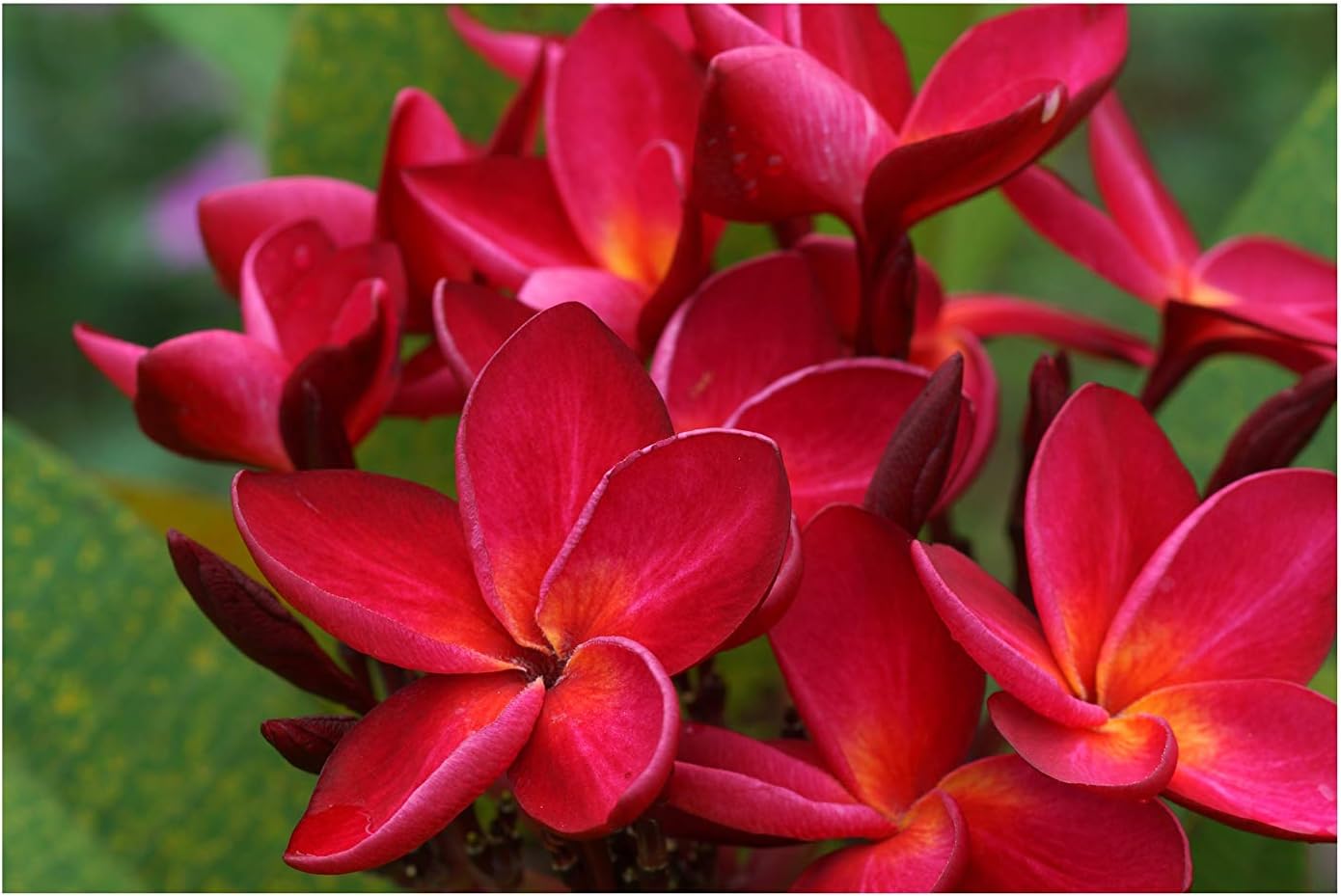 Hawaiian Red Ula ula Plumeria Frangipani Plant Cutting 1 Pk 9-12 PN9 Discount Hawaiian Gifts
