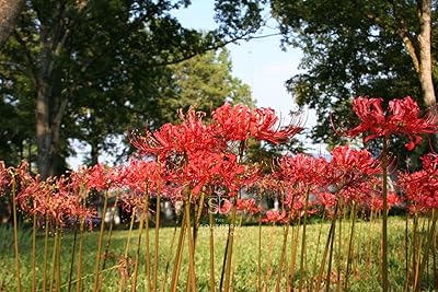 Heirloom Red Spider Lily Lycoris Radiata Bulbs, Fall Blooming Perennial, Perfect for Southern Climates, Pack of 3 Bulbs by The Southern Bulb Company