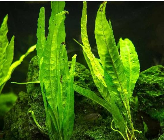 Java Fern Narrow Beautiful Tropical OXYGENATING Healthy Aquarium Plants Shrimp (3)
