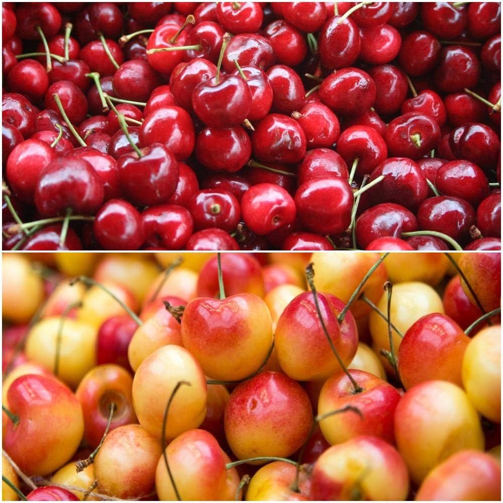 Double Cherry Twist Tree - 2 Unique Cherry Varieties Growing on 1 Tree