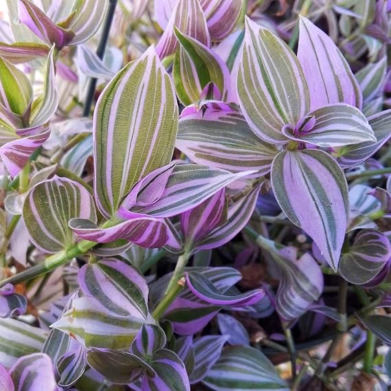 Wandering Jew Lilac - 2.5 inch Potted Plant - Tradescantia Fluminensis Lilac - House Plant