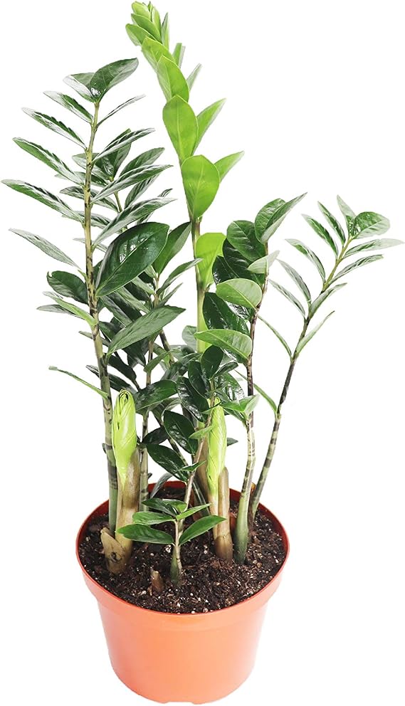 ZZ Plant Zamiafolia - 8" from California Tropicals