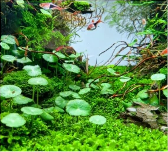 Hydrocotyle Verticillata Özel Tür Kolay Akvaryum Bitkisi 1 Saksı Canlı Bitki