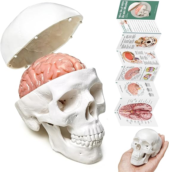 New Human Skull Model, 3-Part with Brain; Half-Life Size Skull for Medical Teaching, Art Sketch, Educational Display Tool