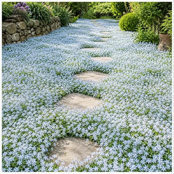 Perennials Gears 1 x Isotoma Fluviatilis Blue Peter Pan Head/Gaudich Hardy