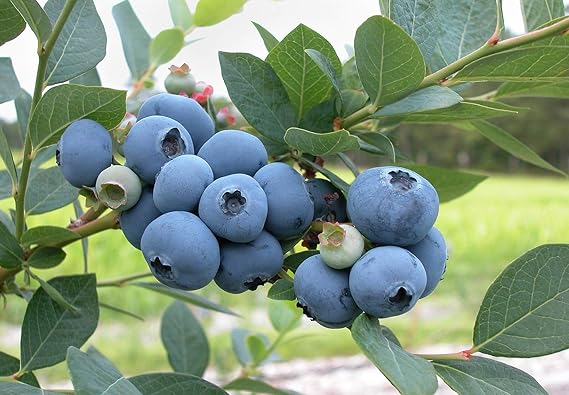 Blueberry Plant - BLUEGOLD - Excellent for Backyard Growing