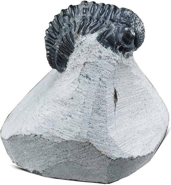 KALIFANO Authentic Natural Arthropod Trilobite Fossil in Matrix - Marine Trilobita/Calymene for Fossil Collections and Education Purposes (Information Card Included)