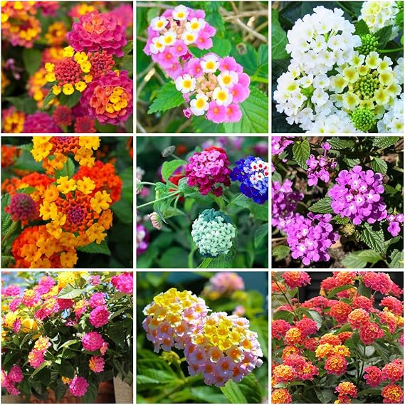 350+ Lantana Flower Seeds for Planting,Perennial Mix Lantana Camara Flowers Seeds to Plant-Non-GMO Heirloom Mixed Color Flower Seed for Home Garden Outdoors