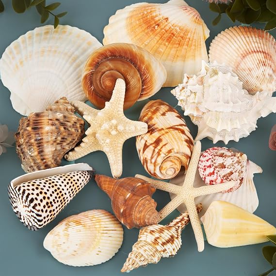 JQAQJU 15PCS Large Seashells for Crafts, Mixed Beach Shells Starfish Decor