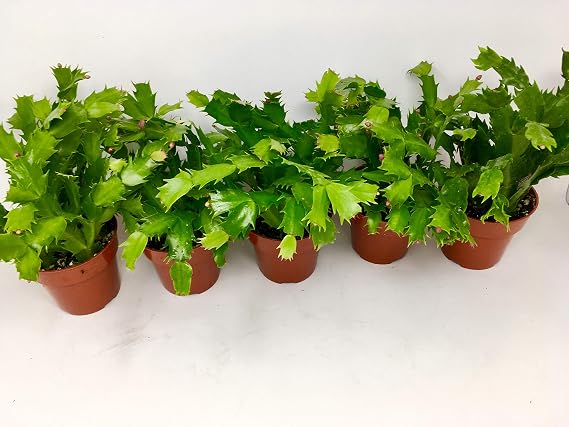 Christmas Cactus Party Plant - Zygocactus - 4" Pot Unique from Jmbamboo