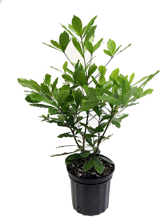 Miracle Fruit Plant (Synsepalum dulcificum)- 1 Gallon Pot