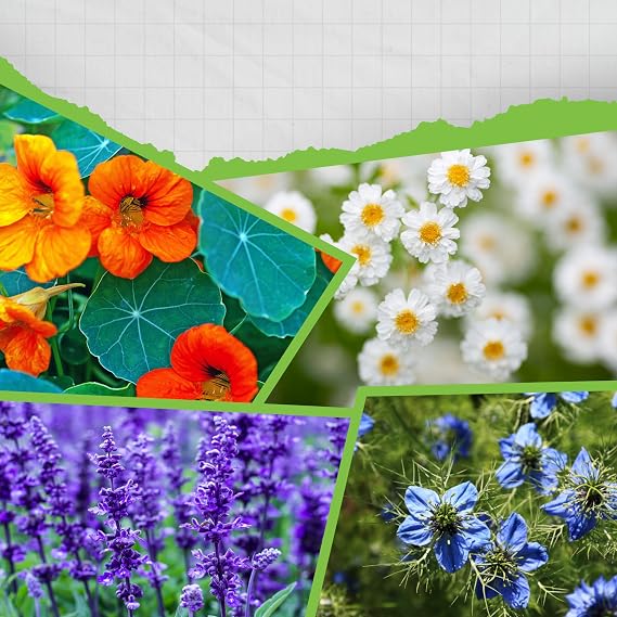 Genta Hobitar Edible Gourmet Flowers Flower Seed Pack - Latin Flower Daisy Black Cumin Sage
