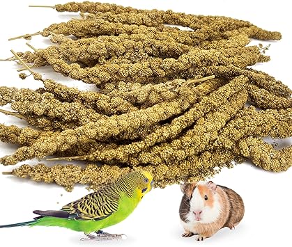 kathson Natural Sun-Dried Birds Millet Spray Millet Treat bird snacks for Parrots Cockatiels Lovebirds Painted Buntings and Finches Parakeets 1.1 LB