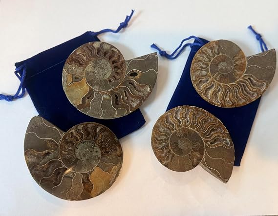 Genuine Fossil Ammonite Pair - Split & Polished - Gift Packaged