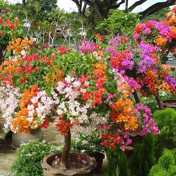New Mix-color Bougainvillea Santa Rita Bonsai Flowers, 5 Seeds, buganvilla bugambilia attractive butterfly light up your garden