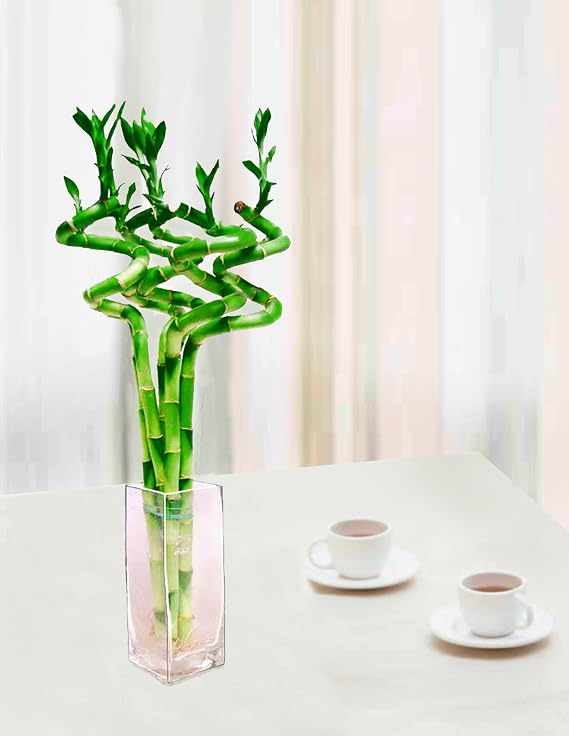 Lucky Bamboo- 5 Stem (15" Curly) w/ 10"H Clear Glass Vase