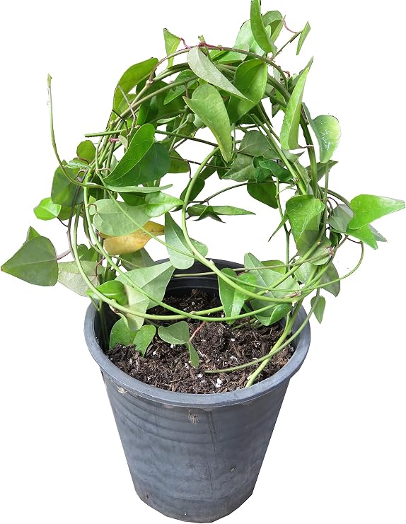 Cyclea Barbara Well Root Plant Vine Jelly Suong Sam Vietnam Green Grass Jelly