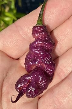 Pink Tiger x Carolina Reaper Hybrid Premium Seeds for Planting Packet Record Hottest in The World + More