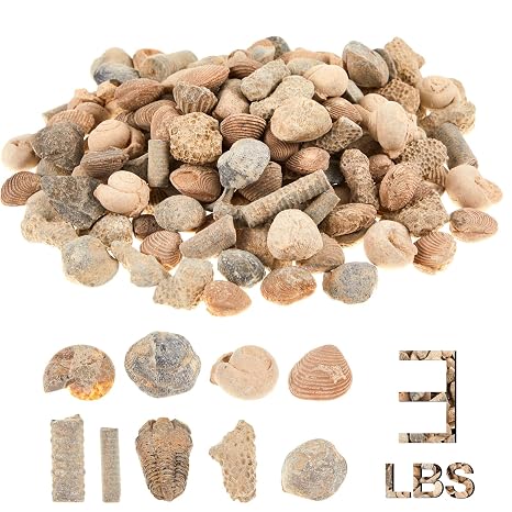 Soulchen Fossil Sorting Kit 3 Lbs Fossil Collection Sorting Activity Kit with Guidebook 9 Different Varieties
