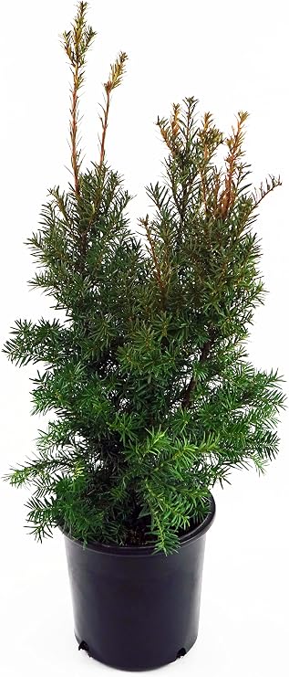 Taxus x media 'Hicksii' (Hicks Yew) Evergreen, #3 - Size Container