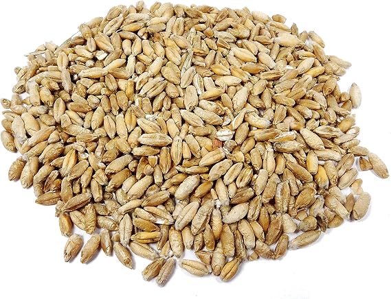 Thunder Acres Organic Non-GMO Triticale Seed (1lb)