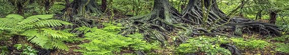Reptile Habitat Background; Rain Forest Ferns & Roots, for 48Lx18Wx18H Terrarium, 3-Sided Wraparound