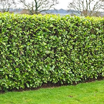 GardenersDream Cherry Laurel Plants - Prunus Rotundifolia Hedging Shrubs - Evergreen Outdoor Plants for Garden - All Year Round Hedge Bushes for Gardens and Borders 9cm Pot, 5 Plants