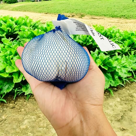 Elephant Garlic Bulbs, 2 Count, Non-GMO, Large Size, NOT for Planting