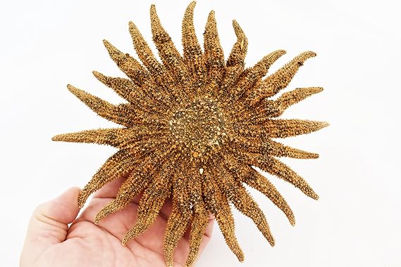 FSG Beautiful Real Multileg "Sunflower" Starfish 6-7" Size Sea Star Craft Beach