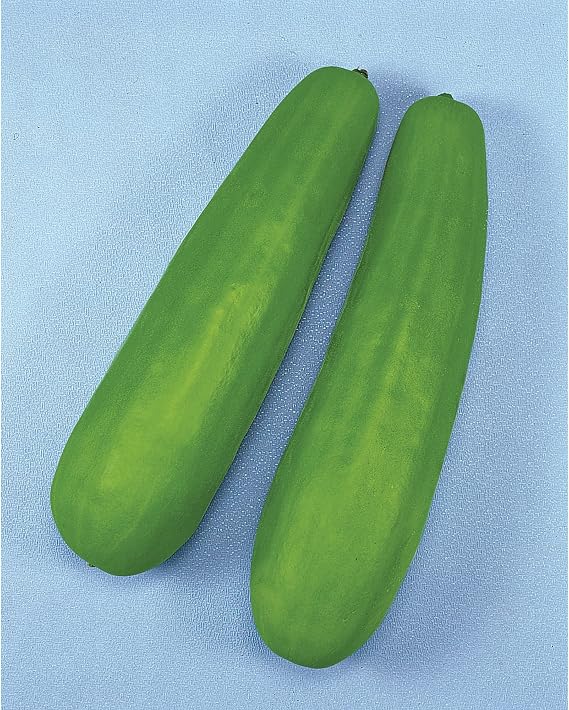 Kitazawa Seed Co Pickling Melon Seeds Katsura Giant 500 Mg Non-GMO Heirloom