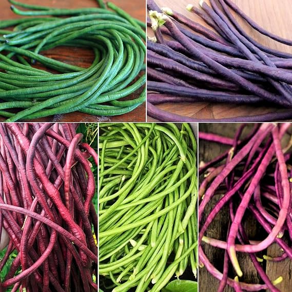 TomorrowSeeds - 5 Colors Mix Yard Long Bean Seeds - 30+ Count - for 2026 Planting Purple Green Red Pink White Rainbow Blend Multi Variety Vining Pole Asian Vegetable Grow Your Own Home Farm Patio